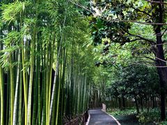 -陈家山荷花公园