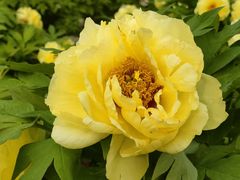 -莲花池公园