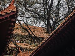 -深圳仙湖植物园