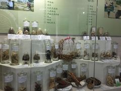 -广东中医药博物馆