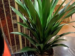 -老酒川菜坊(中山西路店)