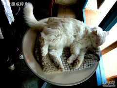 -Babycat私家御饼屋(龙头路一店)