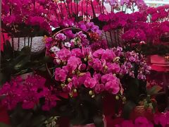 -越秀西湖花市(广州城市广场花卉店)