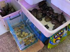-双季花艺园艺市场(浦东店)