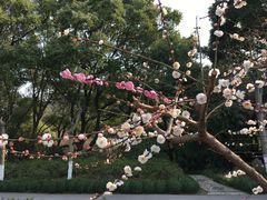 -昆山城市生态森林公园