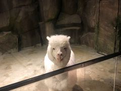 -zoonana室内动物园(东方福来德店)