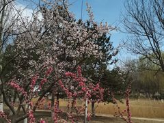 -大兴滨河森林公园