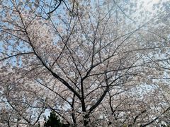 -嘉定紫藤园