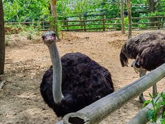 -大连森林动物园