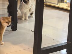 -平行世界·猫咖(首经贸店)
