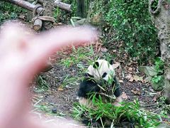 -都江堰中华大熊猫苑