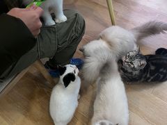 -猫咪派对(江南西店)