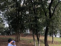 -大塘金香草谷