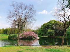 -上海共青森林公园