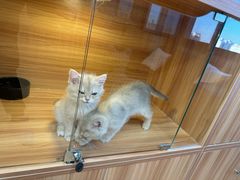 -猫十亿·布偶金渐层·曼基康矮脚猫舍(青年路店)