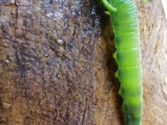 -燕子河大峡谷天坑仙境