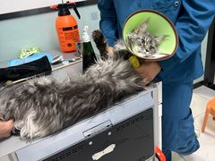 -嘉馨宠物医院·CT影像转诊·心脏科·犬猫全科诊疗中心(下沙大学城院区)