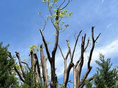 -崇圣寺三塔文化旅游区