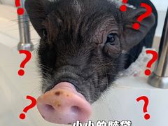 -怪兽屋·羊驼·猫咖·狗咖(俊华广场店)