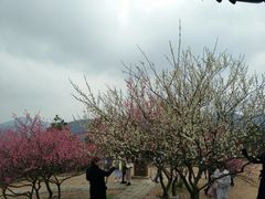 -香雪海