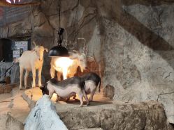 -Zoolung Zoolung动物主题公园(海信广场店)