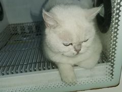 -佳雯宠物医院·皮肤科·内外科(春晓路分院)