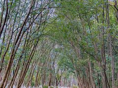 -艾溪湖湿地公园