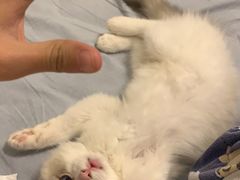 -Bastet sally猫舍购宠(静安店)