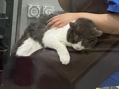 -宠福鑫康馨动物医院·骨科·眼科