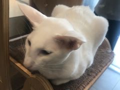 -飞行喵MR PILOT|猫舍·猫咖(静安大融城店)