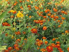 -咸阳湖景区-古渡公园