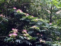 -上海佘山国家森林公园天马山园