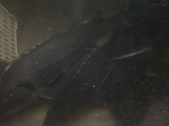 -姚记抚仙湖野生菌石锅鱼庄