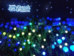 -大塘金香草谷