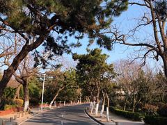 -八大关景区