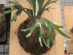-国财牛杂(镇海店)