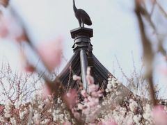 -香雪海