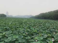 -月湖风景区
