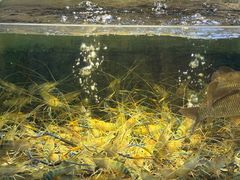 -海鲜e族(马王堆店)