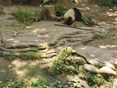 -都江堰中华大熊猫苑