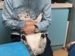 -瑞派·关忠动物医院·猫专科·犬专科(三环新城店)