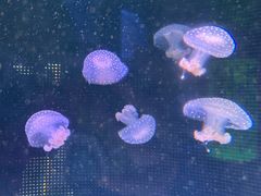 -左海海底世界