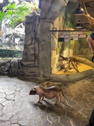 -Zoolung Zoolung动物主题公园(海信广场店)