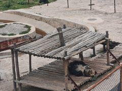 -青藏高原野生动物园