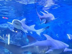-烟台海昌鲸鲨海洋公园