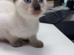 -宠颐生猫科·内科皮肤科(西平世纪城店)