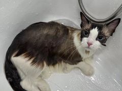 -爱洗澡的猫(望京店)