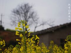 -新安江山水画廊风景区
