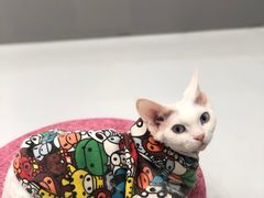 -糯米喵星人·撸猫猫舍咖啡馆(西市场嘉华店)