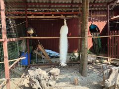 -西双版纳总佛寺